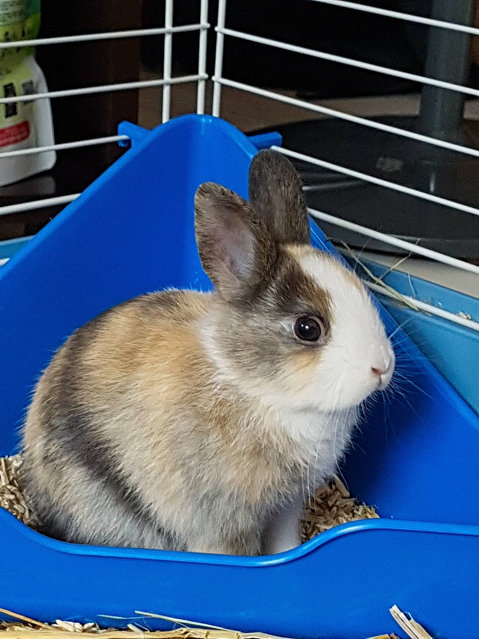 Pinpin participe au concours pour gagner de l'argent avec cette photo : animal_shelter, cage, degu, domestic_rabbit, ear, fawn, hamster, hare, litter_box, mammal, pet_supply, rabbit, rabbits_and_hares, rodent, snout, vertebrate, whiskers, wildlife