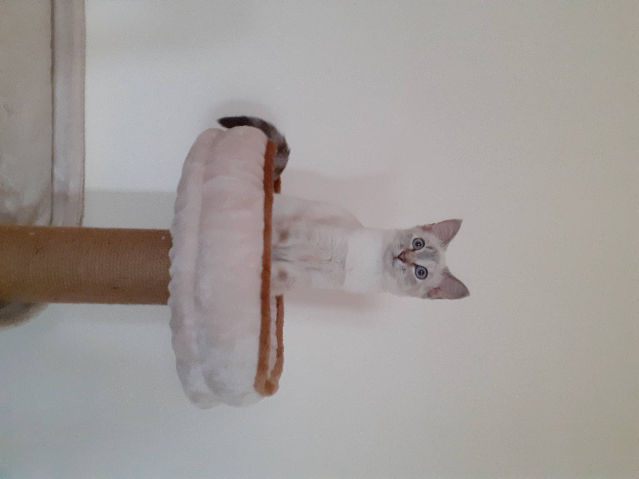 Nala a rejoint le concours — aidez-le/la à gagner de superbes lots ! art, cat, felidae, freezing, plaster, plastic, small_to_medium_sized_cats, tail, transparent_material, winter, wood