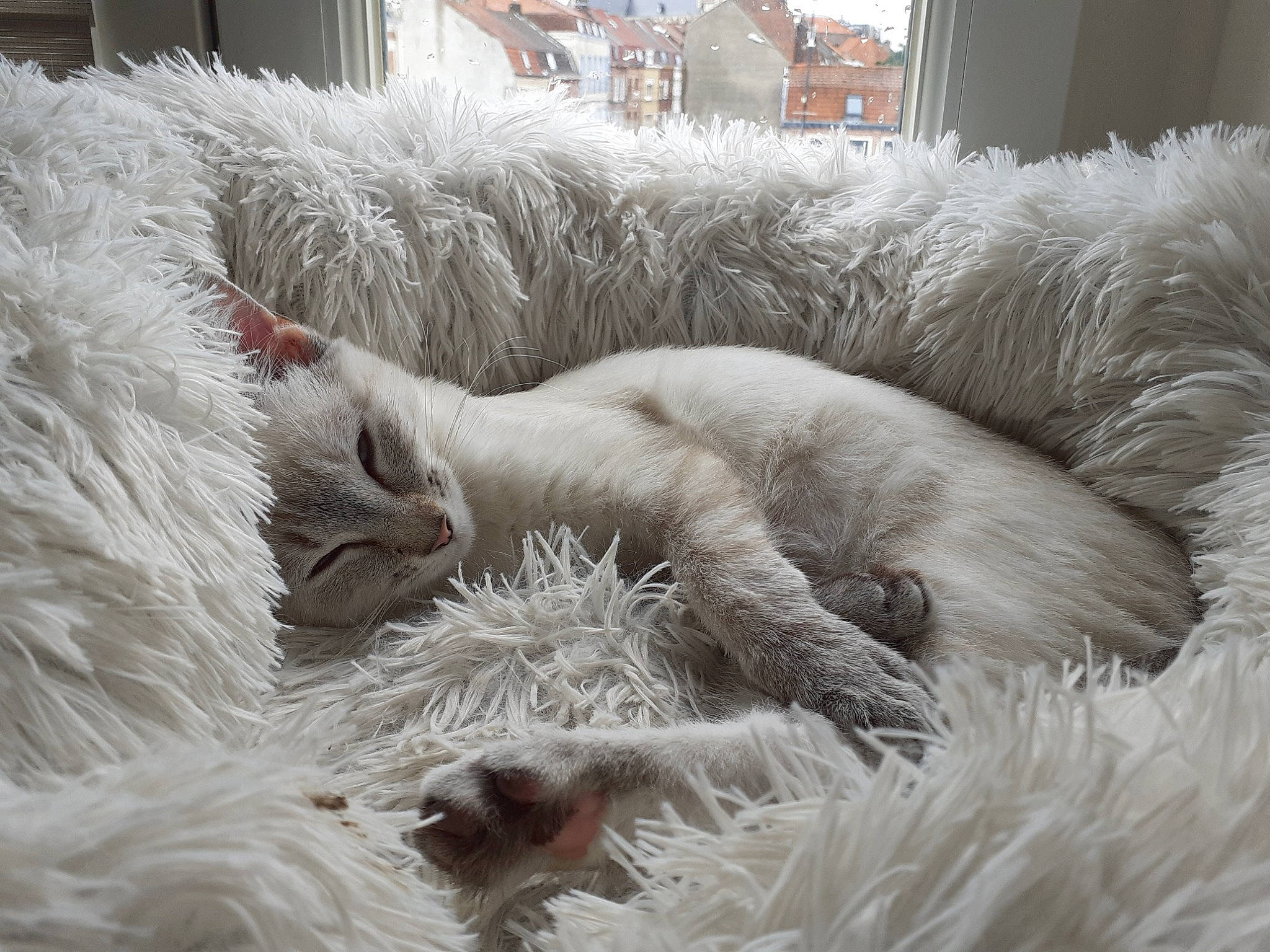Nala participe au concours pour gagner de l'argent avec cette photo : building, carnivore, cat, comfort, dog_breed, felidae, fur, natural_material, small_to_medium_sized_cats, tail, terrestrial_animal, whiskers, window