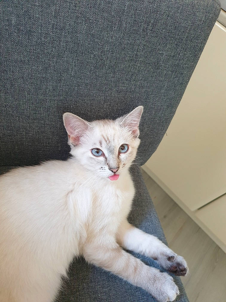 Nala a rejoint le concours — aidez-le/la à gagner de superbes lots ! carnivore, cat, claw, comfort, couch, domestic_short_haired_cat, fawn, felidae, fur, paw, sitting, small_to_medium_sized_cats, snout, tail, whiskers