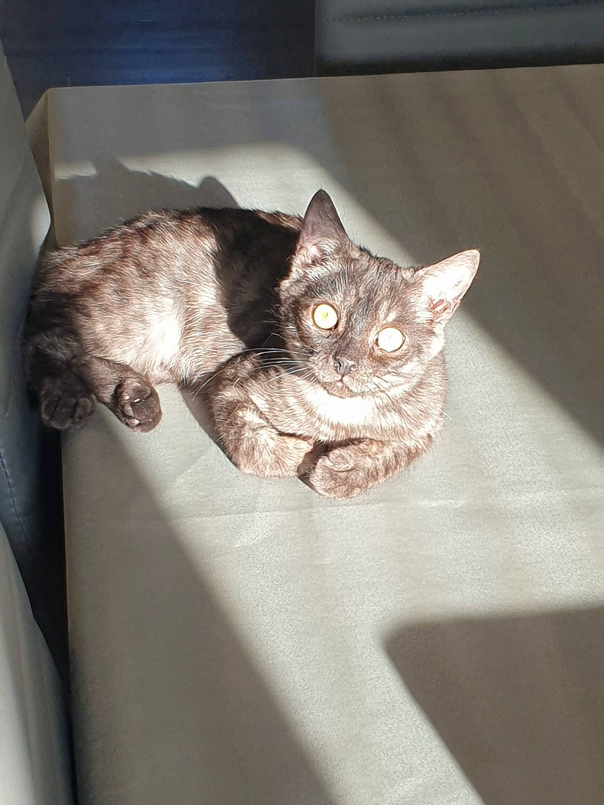 Patachou participe au concours pour gagner de l'argent avec cette photo : american_shorthair, asian, british_shorthair, carnivore, cat, domestic_short_haired_cat, dragon_li, ear, european_shorthair, felidae, fur, german_rex, kitten, mammal, ocicat, small_to_medium_sized_cats, tabby_cat, textile, whiskers