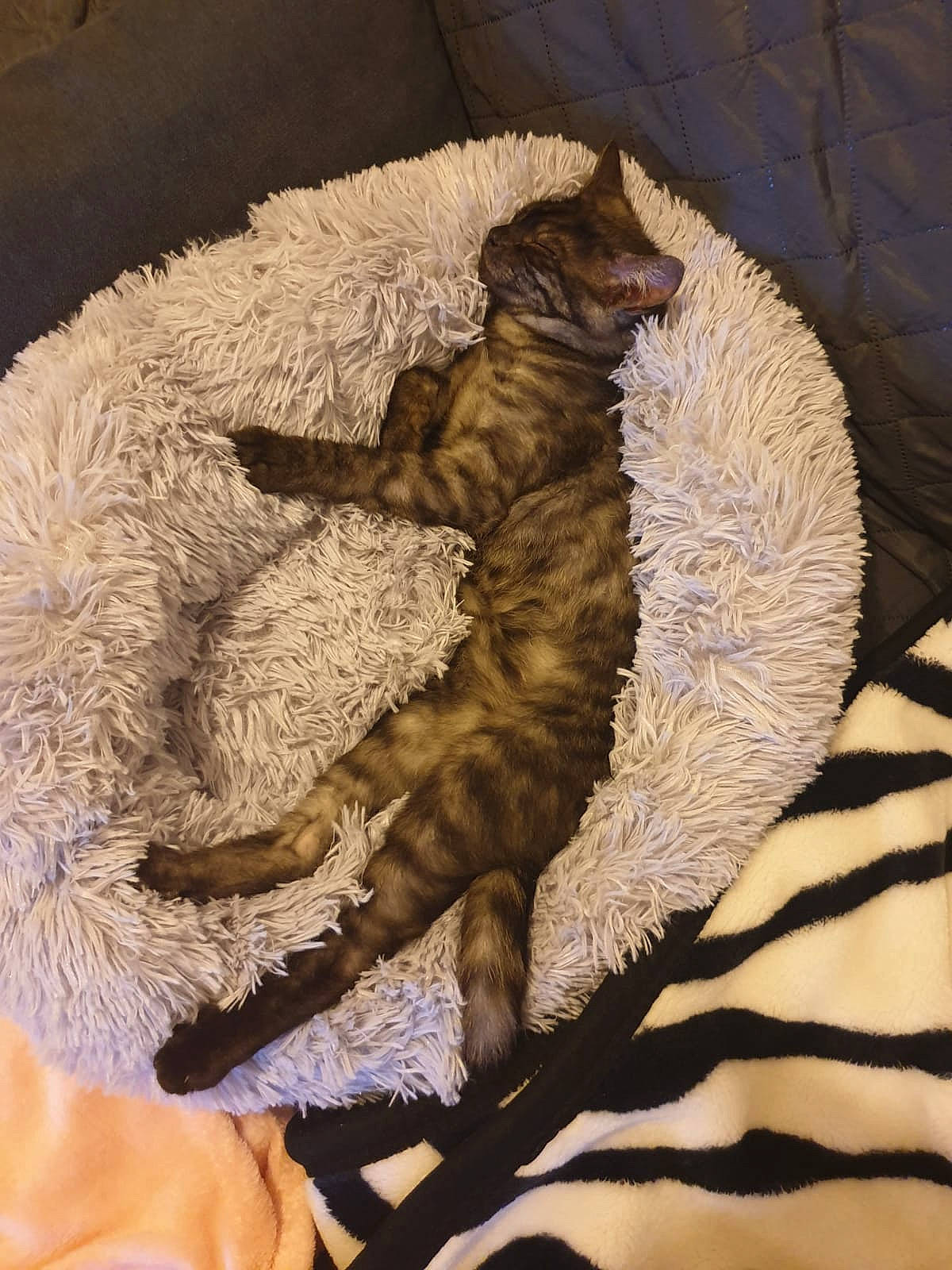 Patachou participe au concours pour gagner de l'argent avec cette photo : carnivore, cat, claw, cornish_rex, dragon_li, european_shorthair, felidae, fur, german_rex, kitten, savannah, small_to_medium_sized_cats, tail