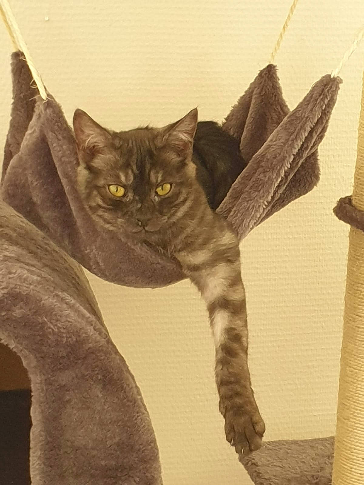 Patachou participe au concours pour gagner de l'argent avec cette photo : asian, black_cat, british_shorthair, carnivore, cat, chartreux, domestic_short_haired_cat, european_shorthair, felidae, illustration, kitten, korat, small_to_medium_sized_cats, tail, whiskers