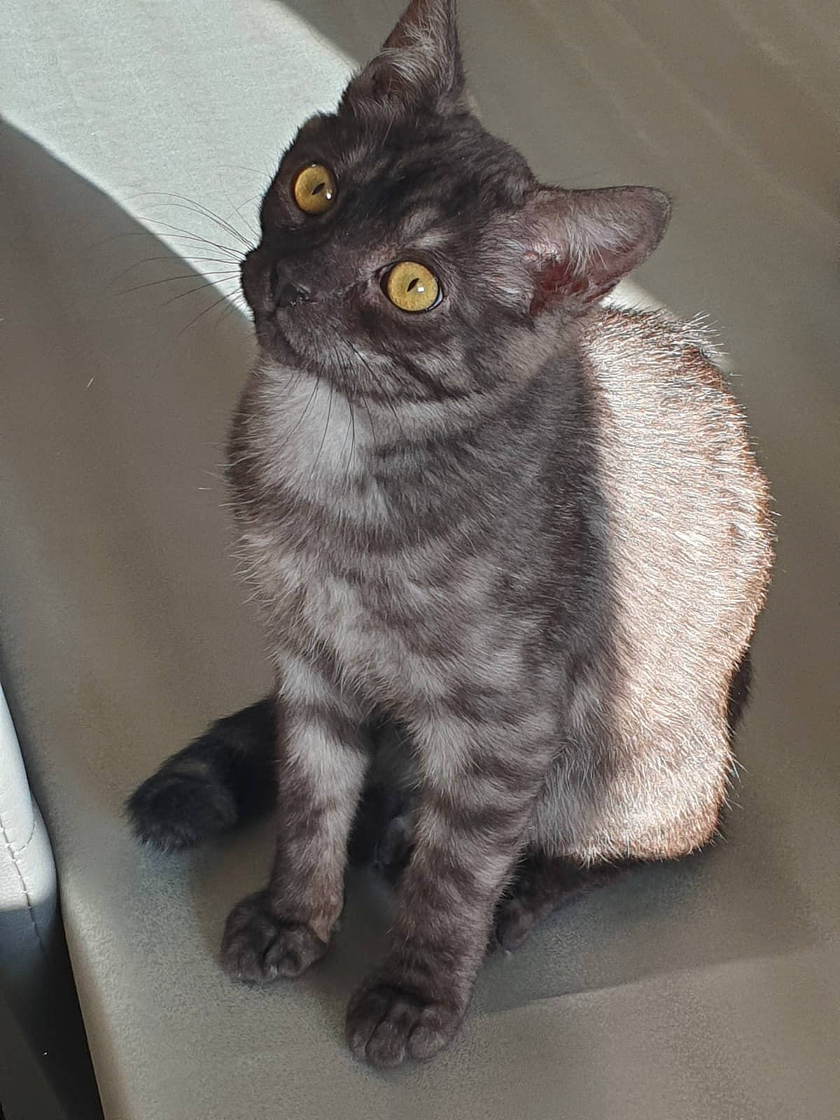 Patachou a rejoint le concours — aidez-le/la à gagner de superbes lots ! american_wirehair, asian, british_semi_longhair, british_shorthair, california_spangled, carnivore, cat, chartreux, domestic_short_haired_cat, european_shorthair, felidae, german_rex, kitten, korat, mammal, rex_cat, small_to_medium_sized_cats, snout, vertebrate, whiskers