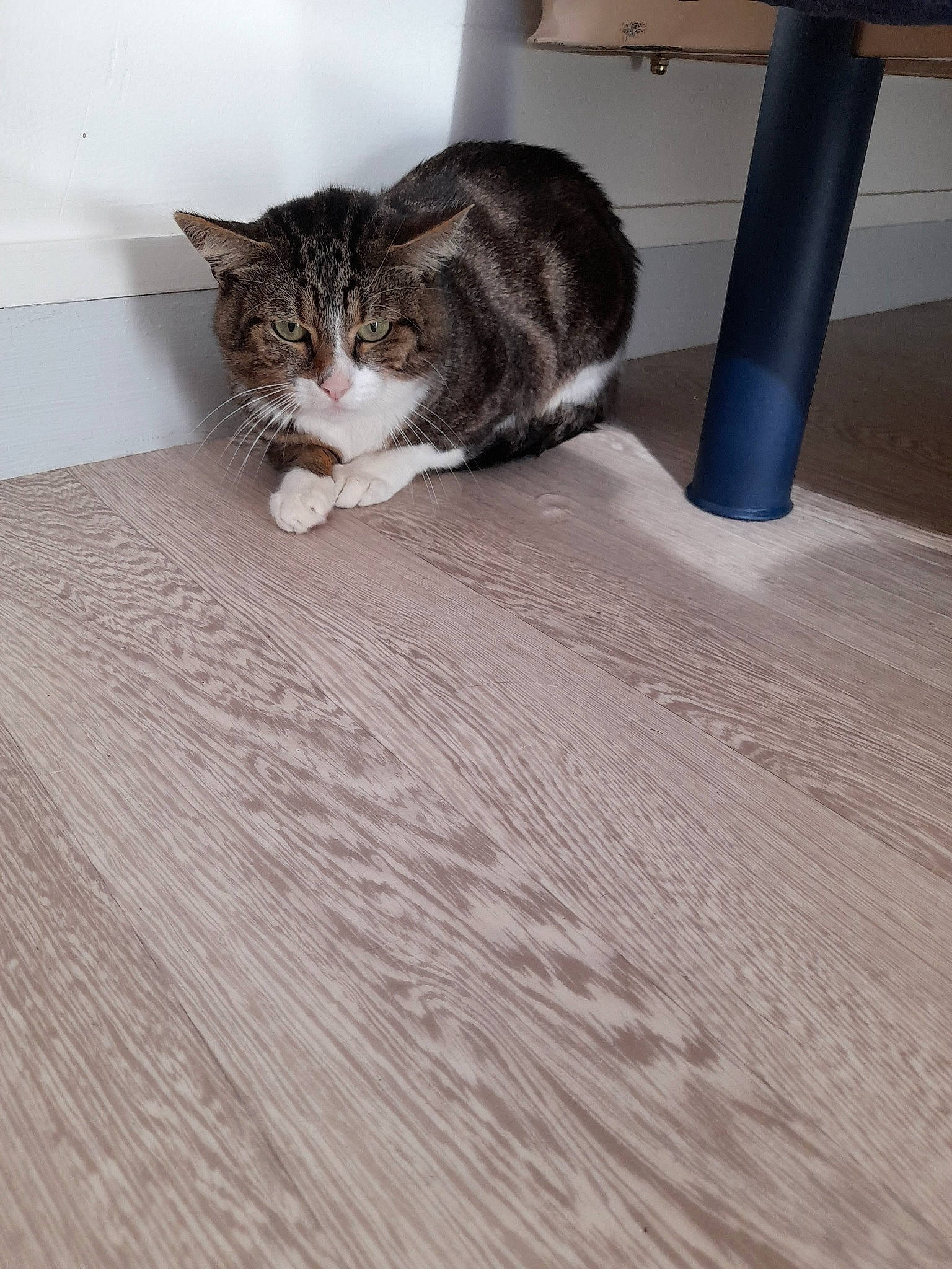Dipsy a rejoint le concours — aidez-le/la à gagner de superbes lots ! carnivore, cat, comfort, domestic_short_haired_cat, felidae, flooring, fur, grey, hardwood, laminate_flooring, paw, plywood, room, small_to_medium_sized_cats, table, tail, whiskers, wood, wood_flooring, wood_stain