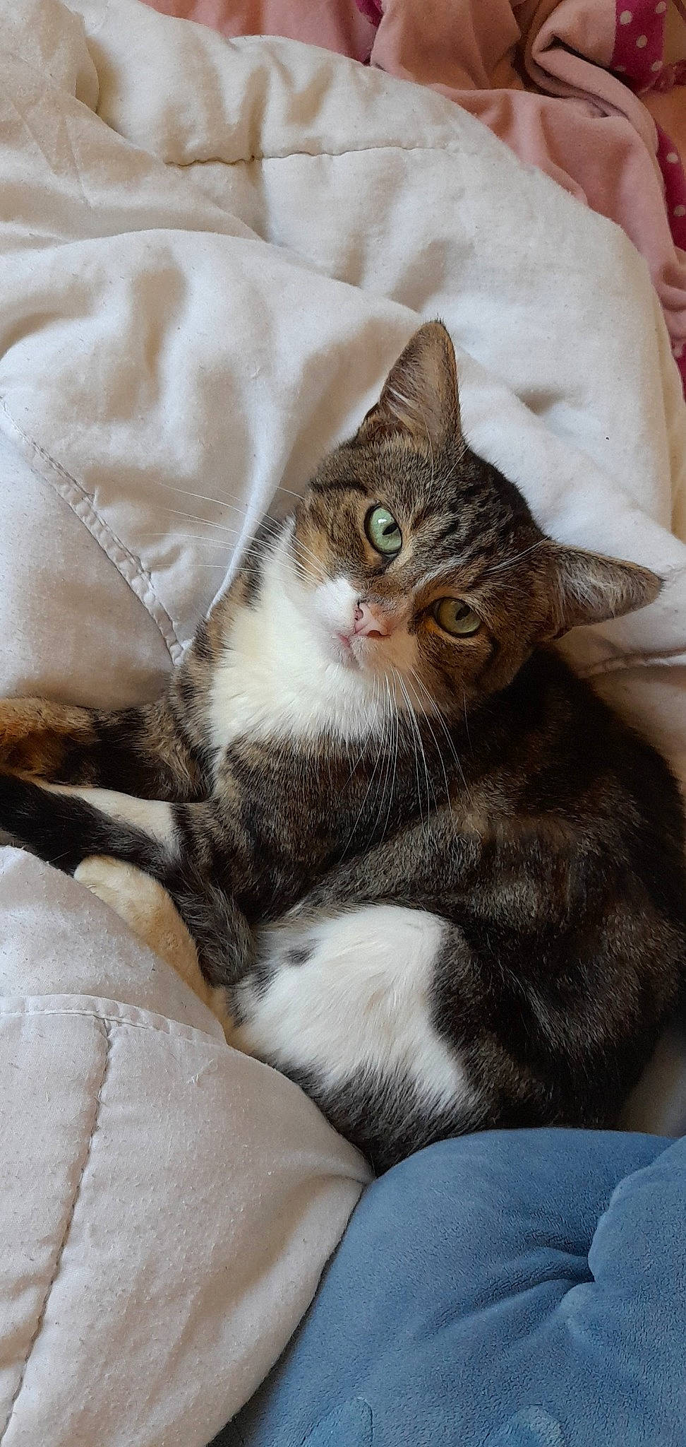 Dipsy participe au concours pour gagner de l'argent avec cette photo : box, carnivore, cat, cat_supply, claw, comfort, domestic_short_haired_cat, felidae, fur, linens, nap, paw, sitting, small_to_medium_sized_cats, tail, whiskers, window