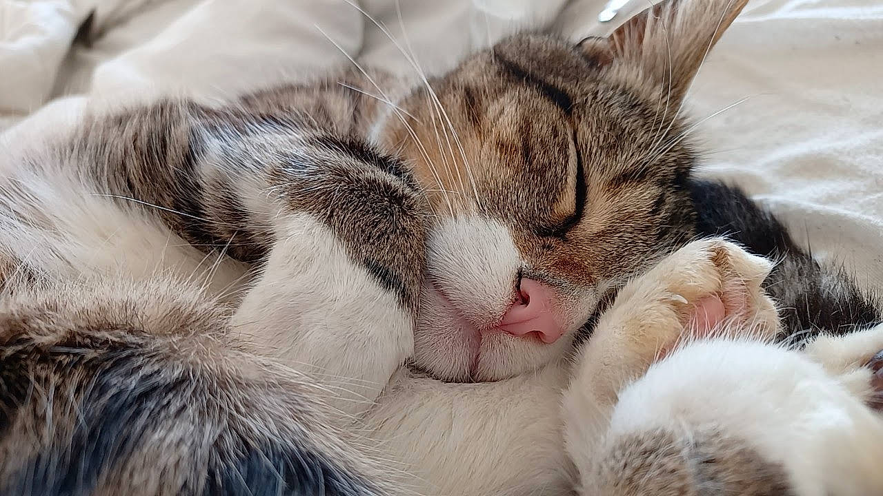 Dipsy a rejoint le concours — aidez-le/la à gagner de superbes lots ! carnivore, cat, claw, comfort, domestic_short_haired_cat, eye, felidae, fur, nap, paw, sleep, small_to_medium_sized_cats, snout, whiskers