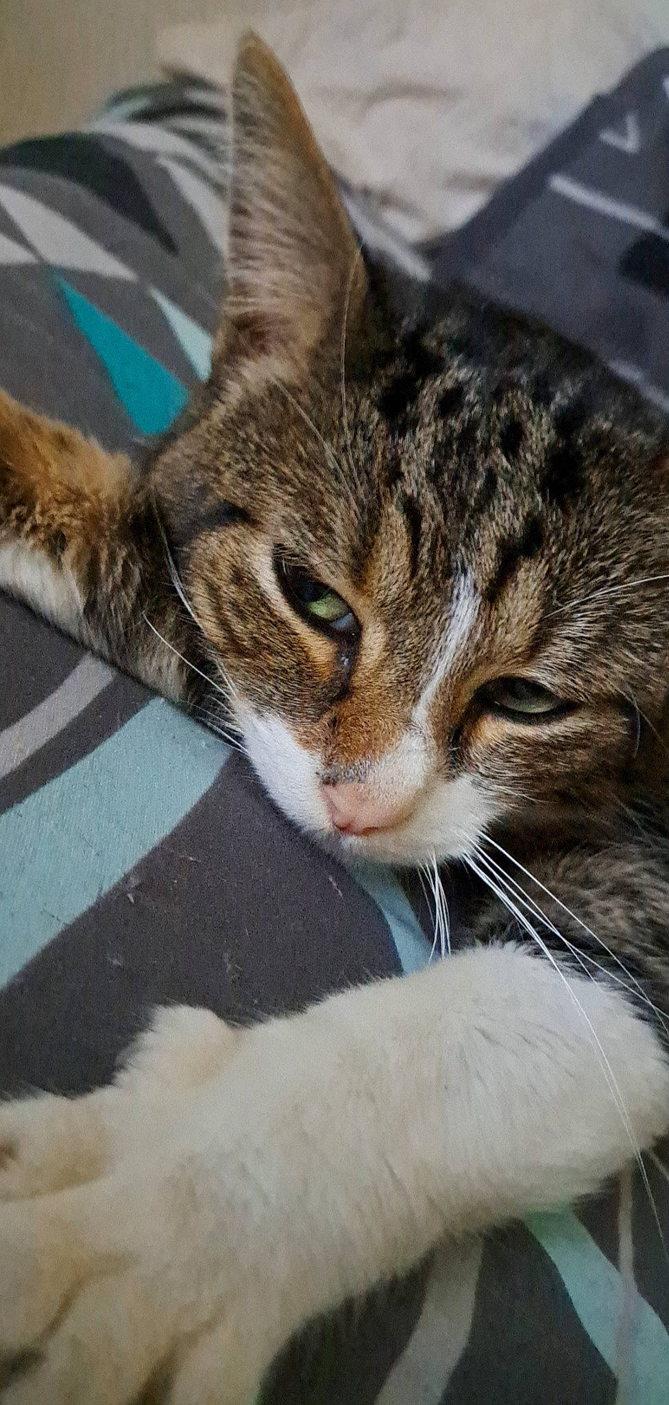 Dipsy a rejoint le concours — aidez-le/la à gagner de superbes lots ! carnivore, cat, claw, domestic_short_haired_cat, felidae, fur, grass, organism, paw, sitting, small_to_medium_sized_cats, snout, tail, terrestrial_animal, vertebrate, whiskers, wildlife