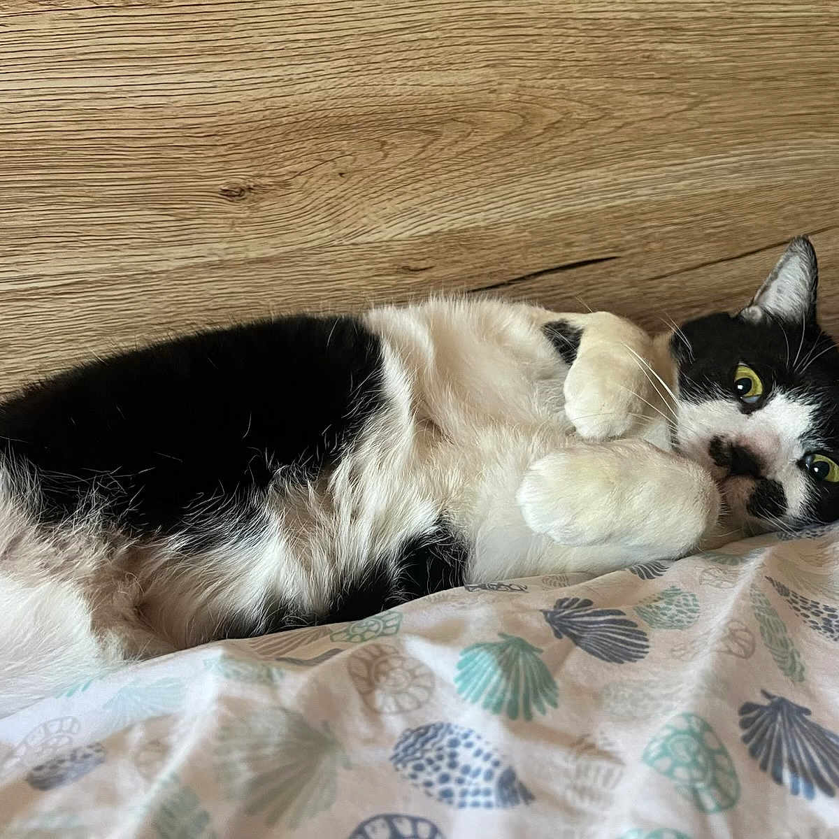 Boo joined the competition — help win amazing prizes! cat, black_and_white, lying_down, bedspread, patterned, wooden_background, indoor, pet, feline, curious_look, yellow_eyes, fur, whiskers, relaxed, cozy, domestic_cat, animal, cute, resting, closeup