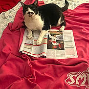 Boo joined the competition — help win amazing prizes! cat, tuxedo_cat, bed, blanket, magazine, sports, baseball, paw, indoor, resting, feline, black_and_white, patterned_sheet, red_blanket, relaxed, pet, animal, reading, casual, cozy