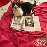 cat, tuxedo_cat, bed, blanket, magazine, sports, baseball, paw, indoor, resting, feline, black_and_white, patterned_sheet, red_blanket, relaxed, pet, animal, reading, casual, cozy