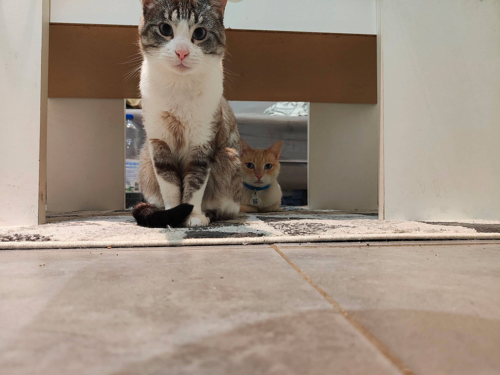 Alaska participe au concours pour gagner de l'argent avec cette photo : carnivore, cat, concrete, domestic_short_haired_cat, door, drinking, fawn, felidae, flooring, fur, grey, paw, road_surface, sitting, small_to_medium_sized_cats, snout, tail, whiskers, window, wood