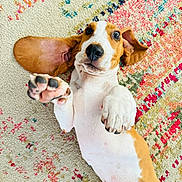 Wilbur joined the competition — help win amazing prizes! dog, puppy, playing, lying_down, paws_up, floppy_ears, curious_eyes, colorful_rug, indoor, cute, pet, mammal, white_and_brown, floor, domestic_animal, young, animal, canine, friendly, fun