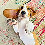 dog, puppy, playing, lying_down, paws_up, floppy_ears, curious_eyes, colorful_rug, indoor, cute, pet, mammal, white_and_brown, floor, domestic_animal, young, animal, canine, friendly, fun