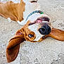 Wilbur joined the competition — help win amazing prizes! dog, lying_down, upside_down, smiling, floppy_ears, collar, concrete_floor, toy, brown_and_white, playful, pet, outdoor, canine, closeup, happy, cheerful, animal, domestic_animal, nose, teeth
