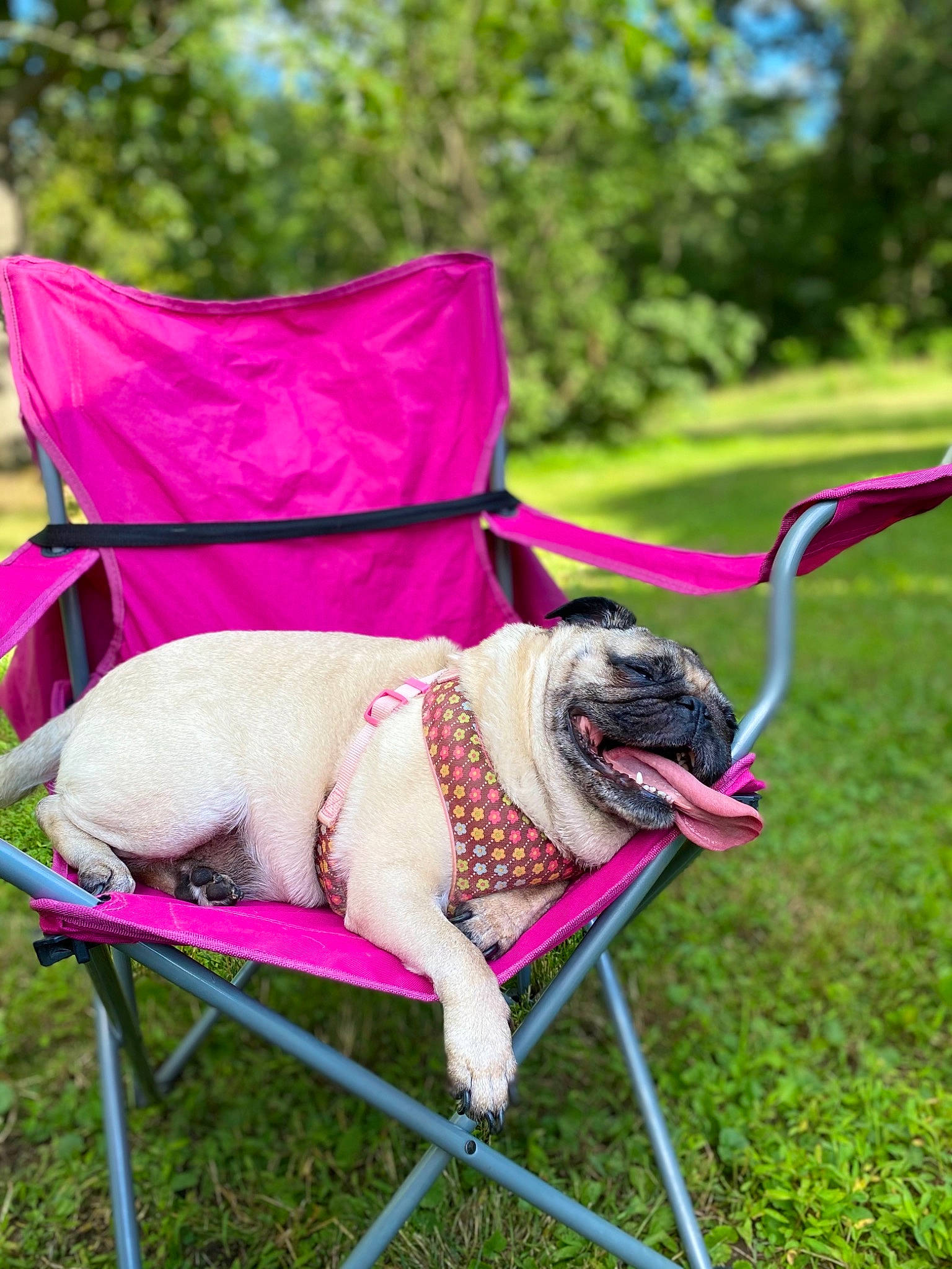 Curly joined the competition — help win amazing prizes! baby_carriage, carnivore, chair, collar, companion_dog, dog, dog_breed, dog_clothes, dog_supply, fawn, folding_chair, grass, leash, magenta, outdoor_furniture, pet_supply, pink, plant, sporting_group, working_animal