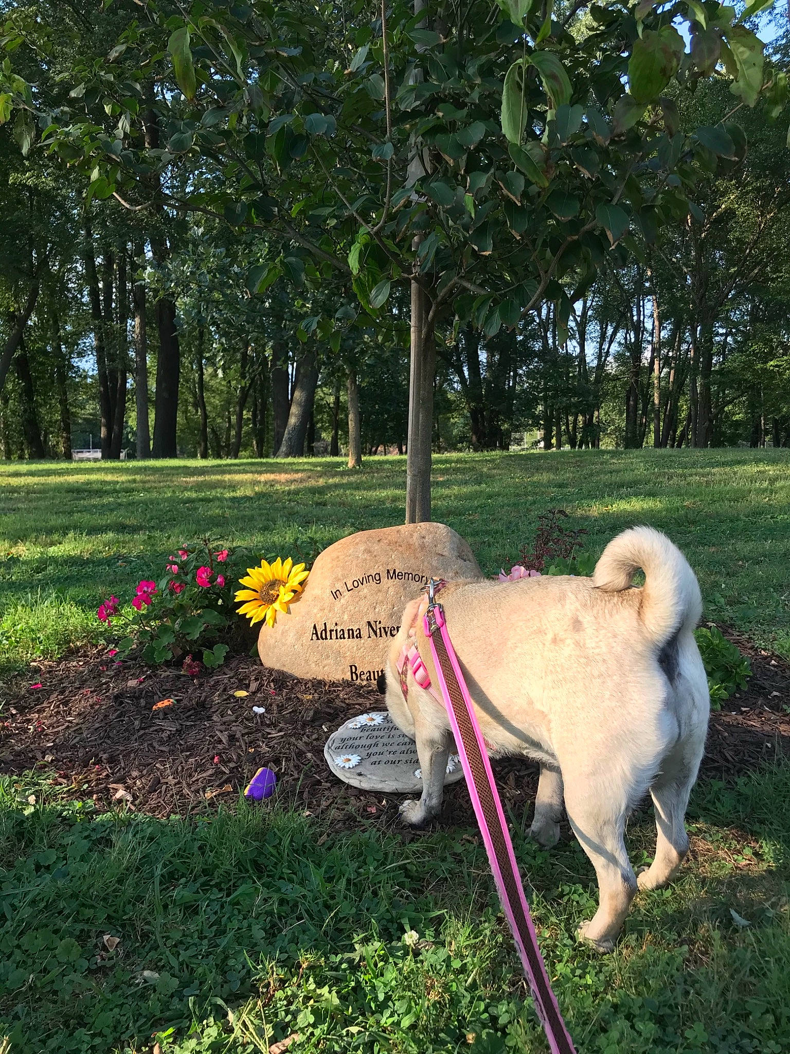 Curly joined the competition — help win amazing prizes! canidae, carnivore, companion_dog, dog, dog_breed, fawn, flower, garden, grass, grassland, landscape, lawn, lawn_ornament, leisure, outdoor_furniture, plant, shrub, tail, tree, working_animal