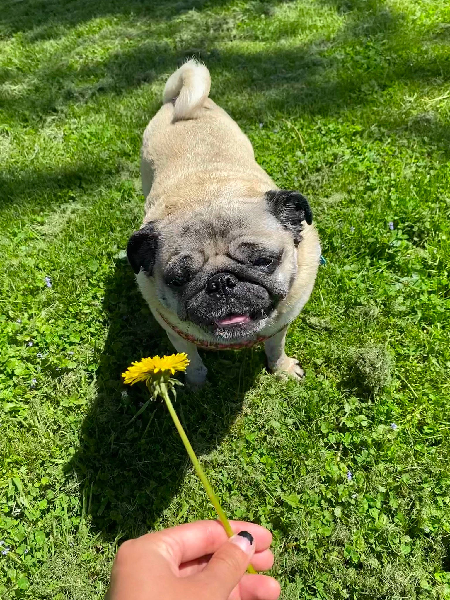 Curly joined the competition — help win amazing prizes! botany, carnivore, companion_dog, dog, dog_breed, fawn, flower, grass, grass_family, groundcover, hand, lawn, meadow, nature, plant, pug, shrub, snout, tree, wrinkle