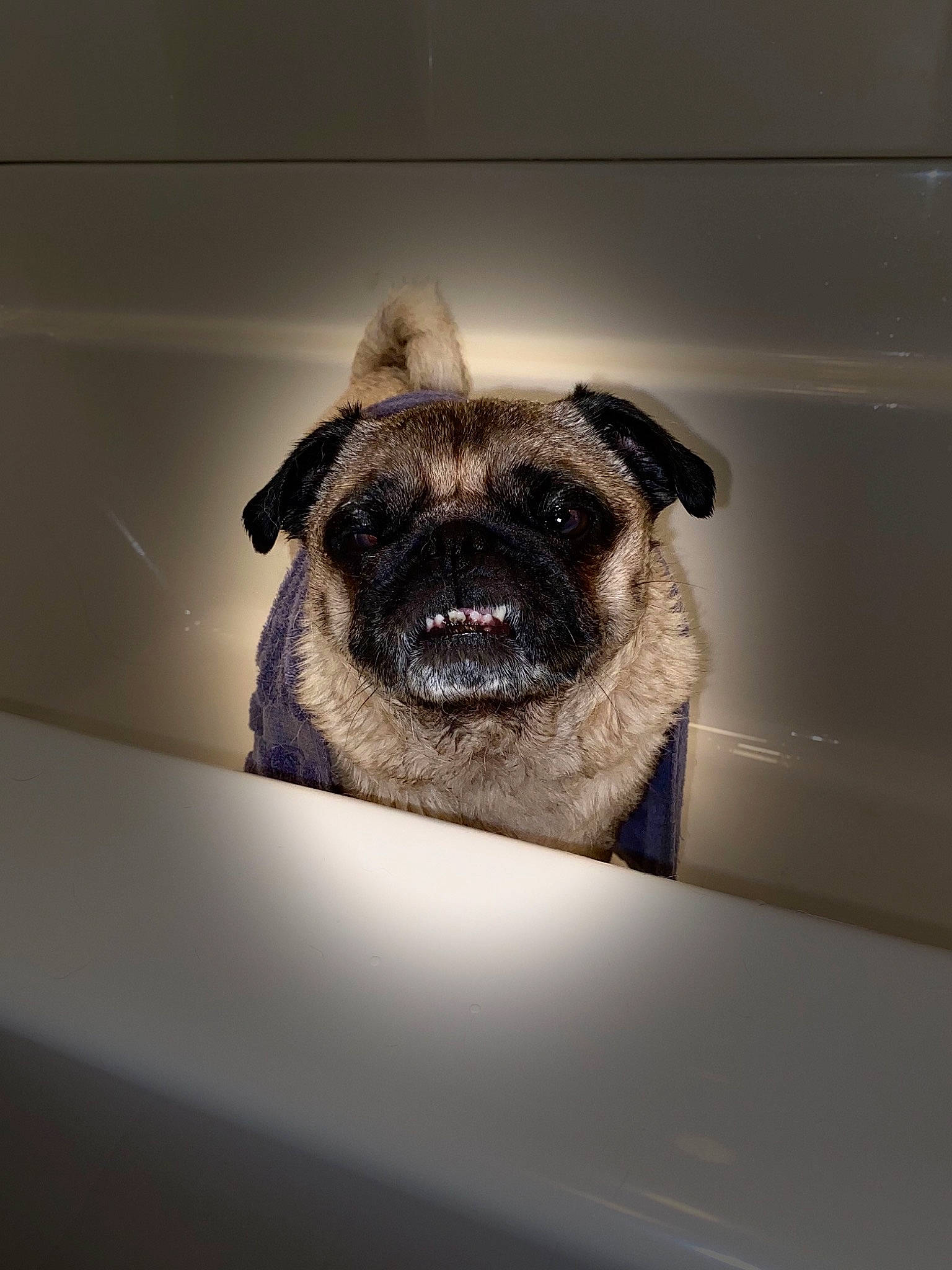 Curly joined the competition — help win amazing prizes! bathtub, canidae, carnivore, companion_dog, dog, dog_breed, ear, eye, fawn, fur, grey, head, plumbing_fixture, pug, snout, sporting_group, toy_dog, whiskers, window, working_animal