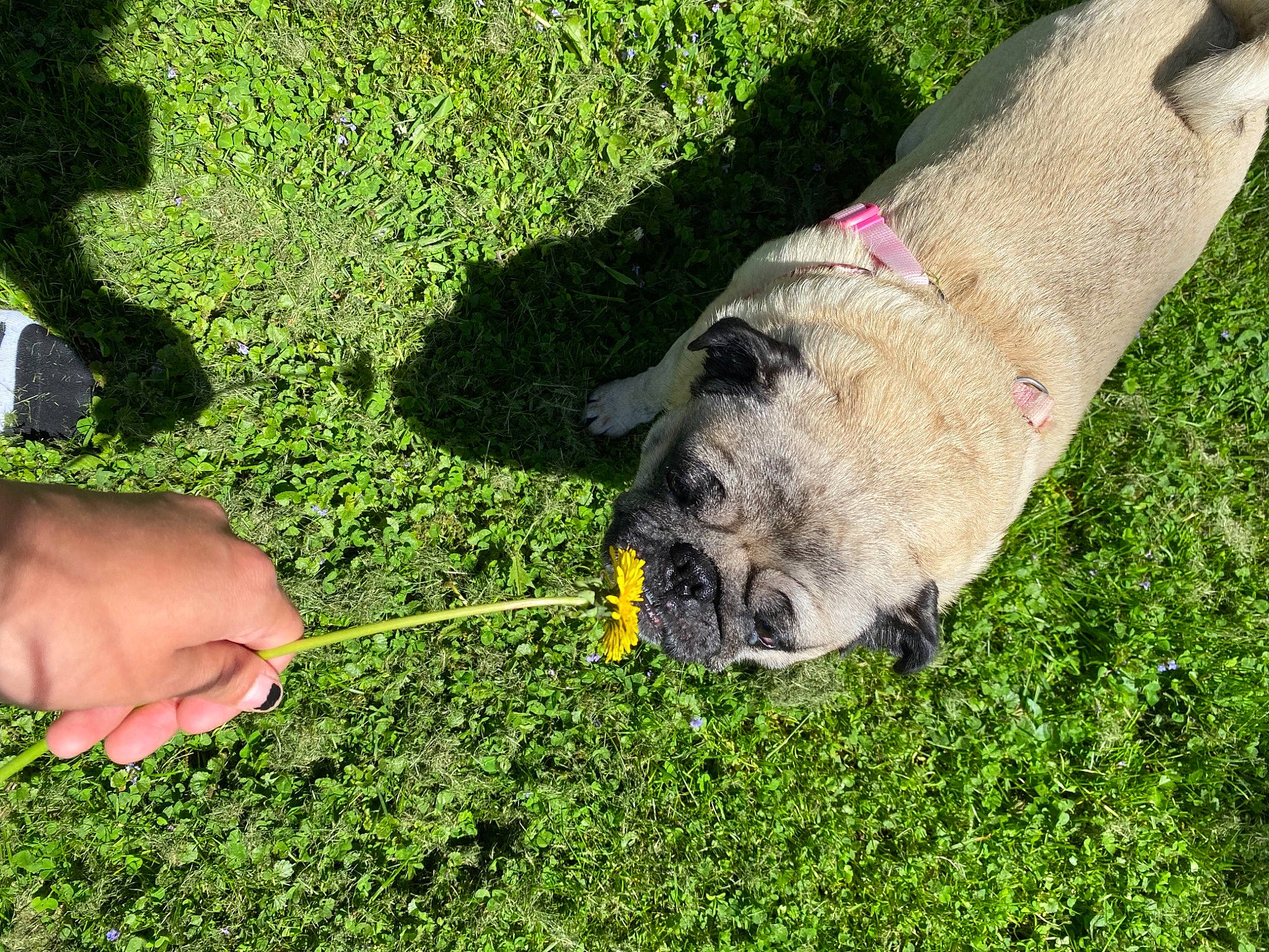 Curly joined the competition — help win amazing prizes! carnivore, collar, companion_dog, dog, dog_breed, dog_collar, fawn, foot, garden_hose, grass, grass_family, human_leg, ingredient, lawn, leash, plant, sporting_group, tableware, tail, working_animal