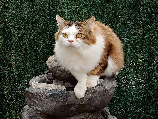 Oum participe au concours pour gagner de l'argent avec cette photo : carnivore, cat, domestic_short_haired_cat, fawn, felidae, fur, grass, paw, plant, road_surface, sitting, small_to_medium_sized_cats, snout, tail, terrestrial_animal, tree, trunk, whiskers, wildlife, wood