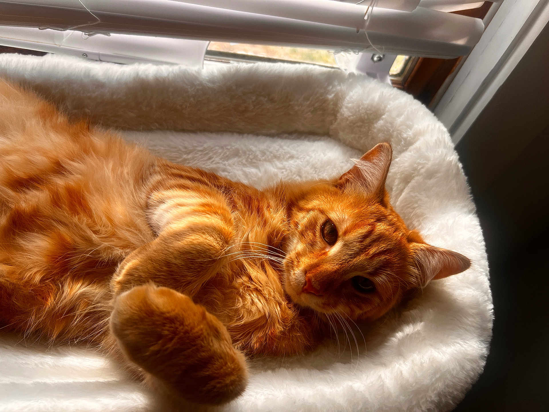 Milo joined the competition — help win amazing prizes! cat, orange_tabby, pet, feline, fluffy, indoor, bed, window, sunlight, relaxed, cozy, fur, whiskers, ears, resting, domestic_animal, cute, sleepy, animal, comfort