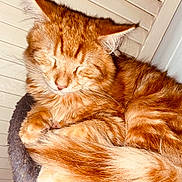 Milo joined the competition — help win amazing prizes! cat, orange_tabby, sleeping, fur, tail, whiskers, ears, cozy, indoor, pet, resting, feline, closeup, animal, domestic_cat, cute, relaxed, soft, warm, wooden_background