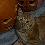Milo joined the competition — help win amazing prizes! cat, orange_tabby, pumpkin, carved_pumpkin, halloween, carpet, pet, animal, autumn, fall, cute, whiskers, ears, eyes, relaxed, indoor, decor, holiday, cozy, feline