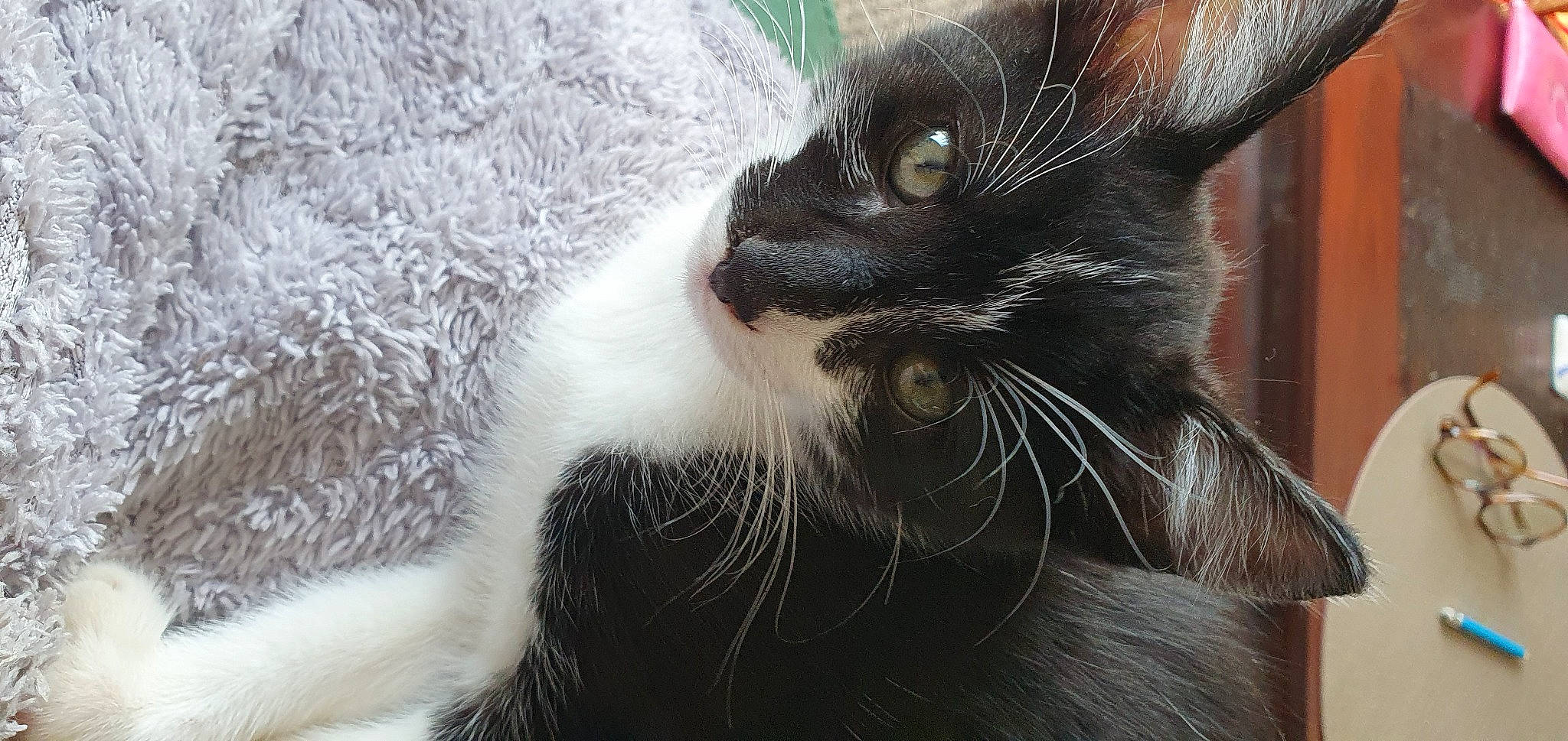 Floki participe au concours pour gagner de l'argent avec cette photo : black_cat, carnivore, cat, claw, close_up, comfort, domestic_short_haired_cat, ear, eye, felidae, fur, head, mammal, paw, small_to_medium_sized_cats, snout, terrestrial_animal, whiskers