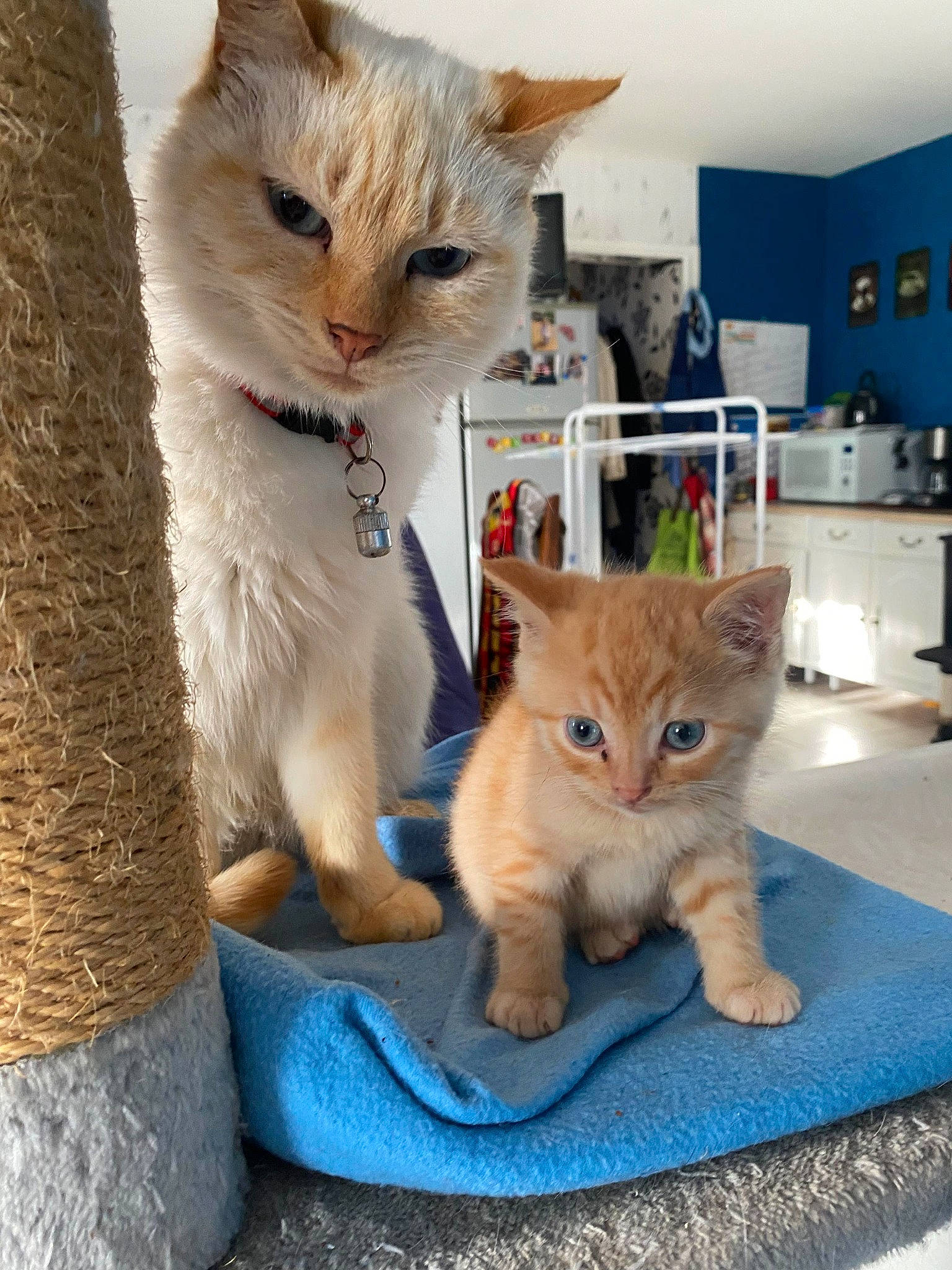 Haku participe au concours pour gagner de l'argent avec cette photo : carnivore, cat, claw, comfort, domestic_short_haired_cat, fawn, felidae, fur, paw, pet_supply, photo_caption, sitting, small_to_medium_sized_cats, snout, tail, whiskers