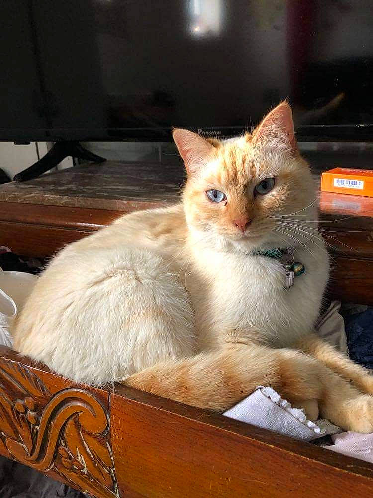 Haku participe au concours pour gagner de l'argent avec cette photo : box, carnivore, cat, cat_supply, chair, comfort, computer_monitor, domestic_short_haired_cat, fawn, felidae, fur, hardwood, paw, sitting, small_to_medium_sized_cats, snout, tail, whiskers, window, wood