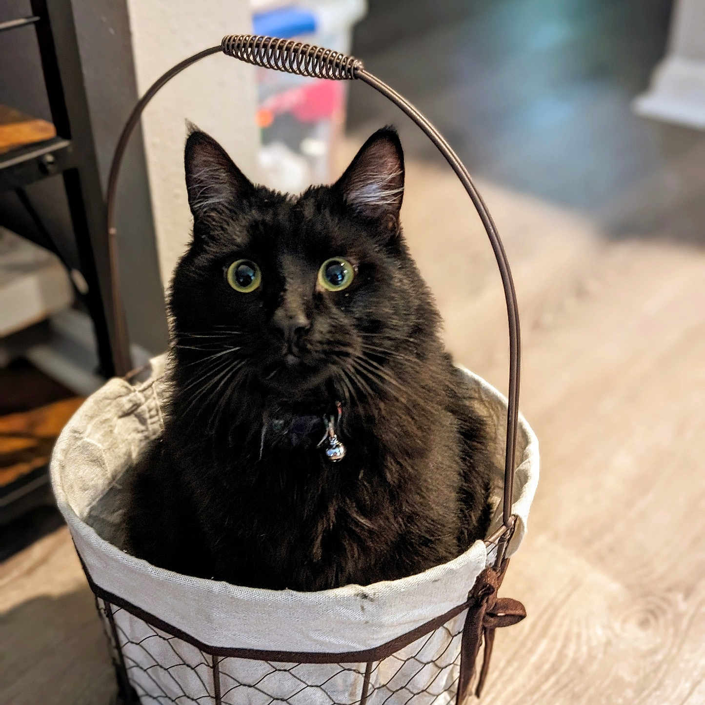 Igor is registered to the contest to win money with this photo: cat, black_cat, basket, indoor, pet, curious, feline, animal, domestic_animal, wide_eyes, fur, collar, bell, floor, wooden_floor, home, cozy, container, cute, sitting