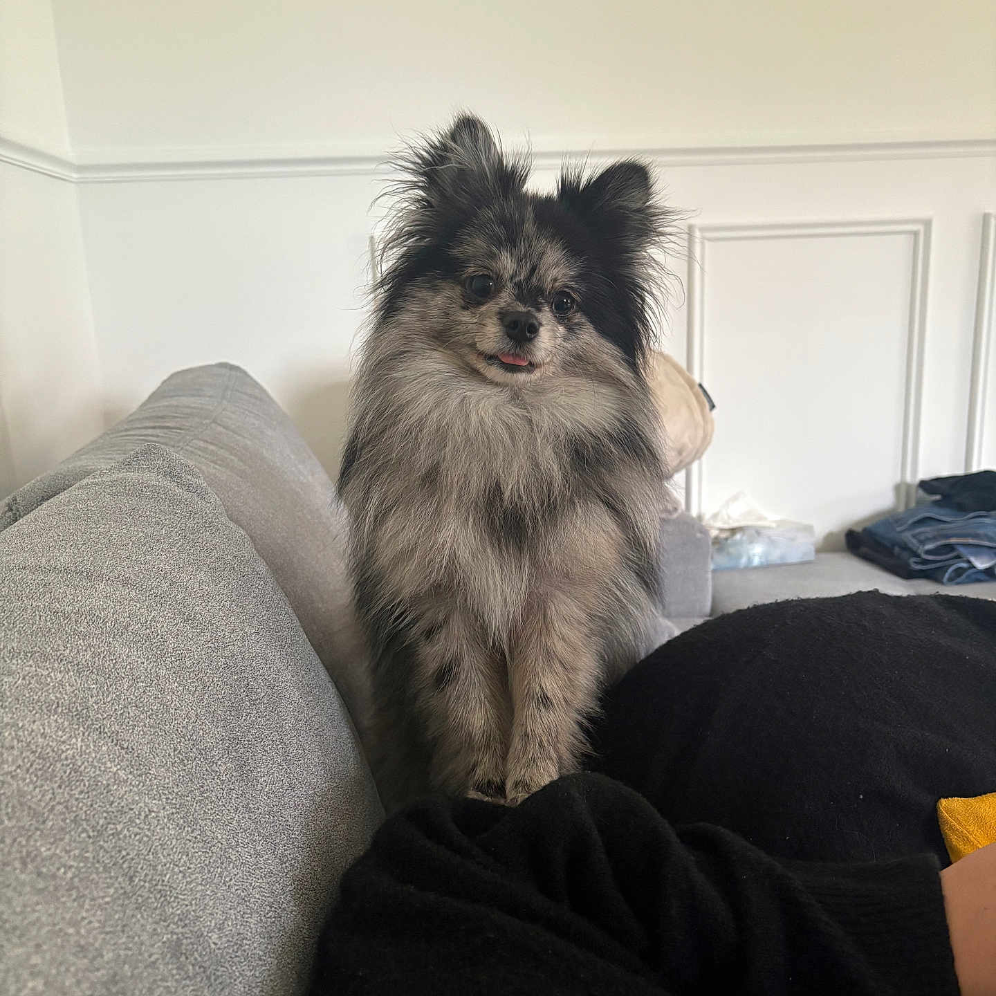 Milo