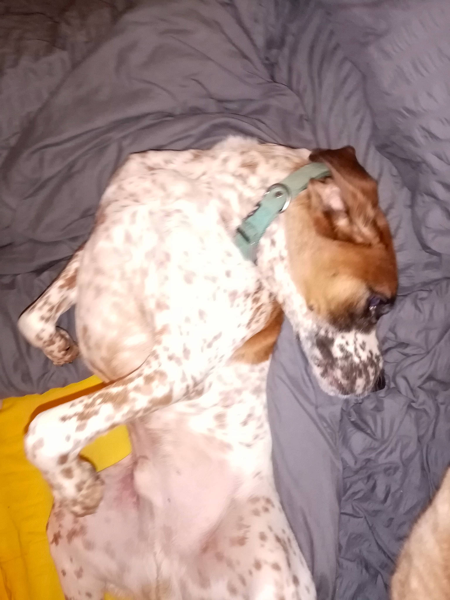 Nexus a rejoint le concours — aidez-le/la à gagner de superbes lots ! carnivore, comfort, companion_dog, dog, dog_breed, dog_supply, fawn, felidae, fur, linens, paw, pet_supply, puppy, small_to_medium_sized_cats, snout, sporting_group, tail, toy_dog, whiskers, working_animal