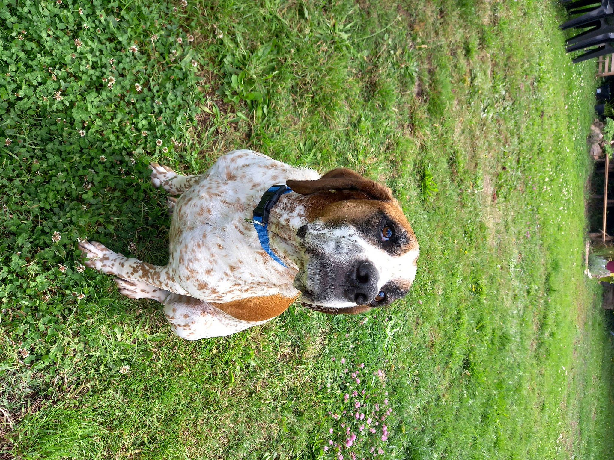 Nexus participe au concours pour gagner de l'argent avec cette photo : ball, carnivore, collar, companion_dog, dog, dog_breed, dog_collar, fawn, grass, grass_family, grassland, groundcover, guard_dog, hunting_dog, plant, puppy, sporting_group, terrestrial_animal, working_animal, working_dog