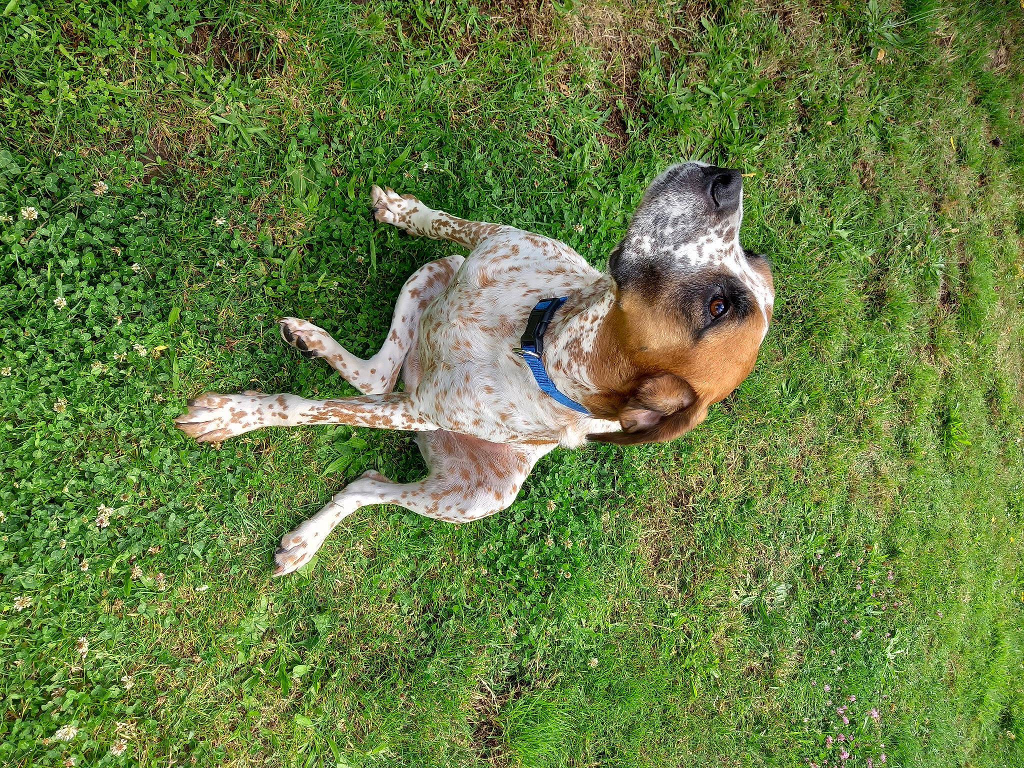 Nexus participe au concours pour gagner de l'argent avec cette photo : canidae, carnivore, companion_dog, dog, dog_breed, fawn, grass, grassland, groundcover, guard_dog, hunting_dog, paw, plant, sighthound, soil, sporting_group, tail, terrestrial_animal, toy_dog, working_dog