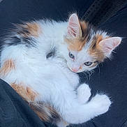 Emy a rejoint le concours — aidez-le/la à gagner de superbes lots ! kitten, cat, calico, fur, pet, animal, lap, curled_up, indoor, car_seat, black_clothing, white_fur, orange_fur, cute, small, resting, soft, whiskers, ears, relaxed