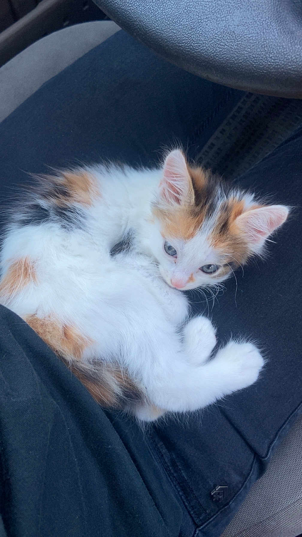 Emy a rejoint le concours — aidez-le/la à gagner de superbes lots ! kitten, cat, calico, fur, pet, animal, lap, curled_up, indoor, car_seat, black_clothing, white_fur, orange_fur, cute, small, resting, soft, whiskers, ears, relaxed