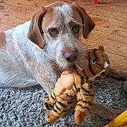 Oscar a rejoint le concours — aidez-le/la à gagner de superbes lots ! animal, carpet, cozy, dog, domestic, ears, fur, home, indoor, laying_down, looking, pet, plush_toy, red_cabinet, rug, snout, tiger_toy, toy, wooden_floor, yellow_throw