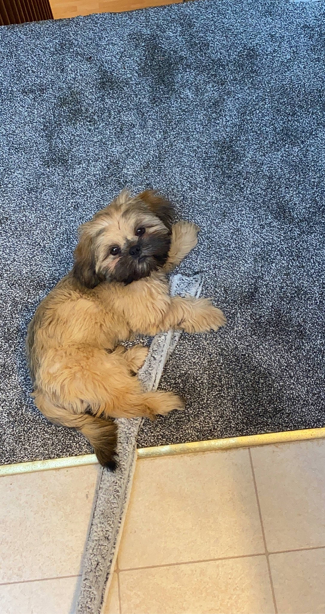 Duke joined the competition — help win amazing prizes! canidae, carnivore, catalan_sheepdog, companion_dog, dog, dog_breed, fawn, lhasa_apso, mammal, puppy, pyrenean_shepherd, terrier, tibetan_terrier, vertebrate