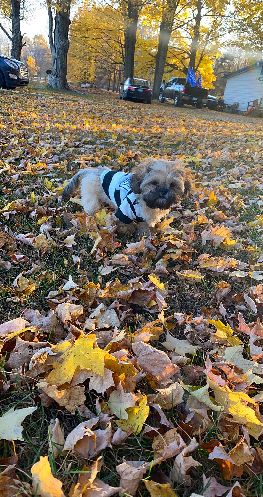 Duke is registered to the contest to win money with this photo: autumn, canidae, carnivore, deciduous, dog, dog_breed, leaf, plant, sporting_group, tree, yellow