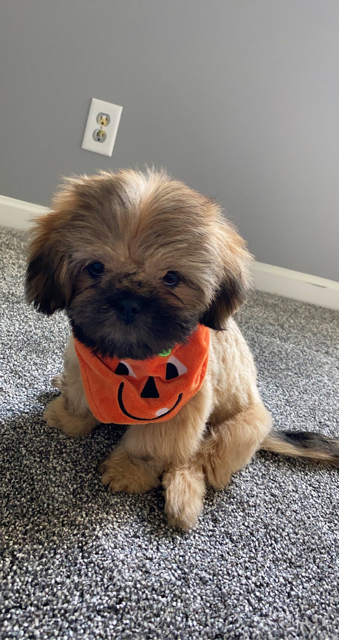 Duke joined the competition — help win amazing prizes! canidae, carnivore, chinese_imperial_dog, companion_dog, dog, dog_breed, fur, griffon_bruxellois, lhasa_apso, mammal, morkie, pekapoo, poodle_crossbreed, puppy, rare_breed_dog, shih_tzu, snout, sporting_group, toy_dog, vertebrate