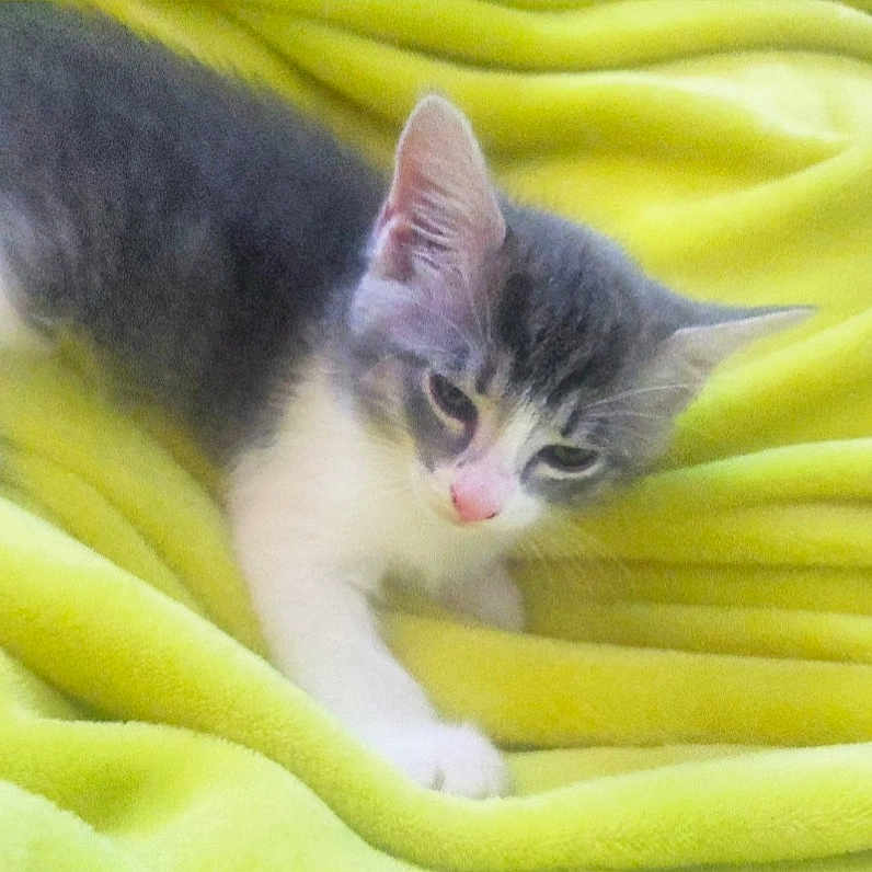 Willow is registered to the contest to win money with this photo: animal, blanket, cat, cozy, cute, domestic, feline, fur, gray, indoor, kitten, paw, pet, resting, small, soft, whiskers, white, yellow, young