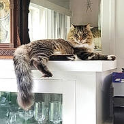 Jagger joined the competition — help win amazing prizes! cat, tabby, fluffy, long_tail, shelf, glassware, cabinet, mirror, indoor, antique_clock, wooden_clock, resting, feline, pet, household, relaxed, domestic, fur, window_reflection, home_decor