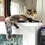 cat, tabby, fluffy, long_tail, shelf, glassware, cabinet, mirror, indoor, antique_clock, wooden_clock, resting, feline, pet, household, relaxed, domestic, fur, window_reflection, home_decor