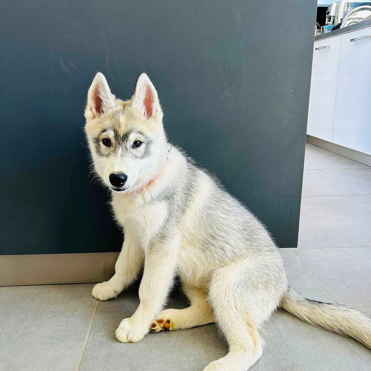 Athéna participe au concours pour gagner de l'argent avec cette photo : animal, blackboard, canine, doctor, dog, dogbed, eskimodog, husky, person, pet, puppy, slate, snout, whitedog, wolf