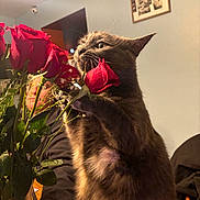 Raptor joined the competition — help win amazing prizes! bouquet, cat, close_up, curious, domestic_animal, feline, flowers, fur, furniture, gray_cat, home_interior, household, indoor, pet, plant, roses, sniffing, table, vase, whiskers