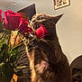 bouquet, cat, close_up, curious, domestic_animal, feline, flowers, fur, furniture, gray_cat, home_interior, household, indoor, pet, plant, roses, sniffing, table, vase, whiskers