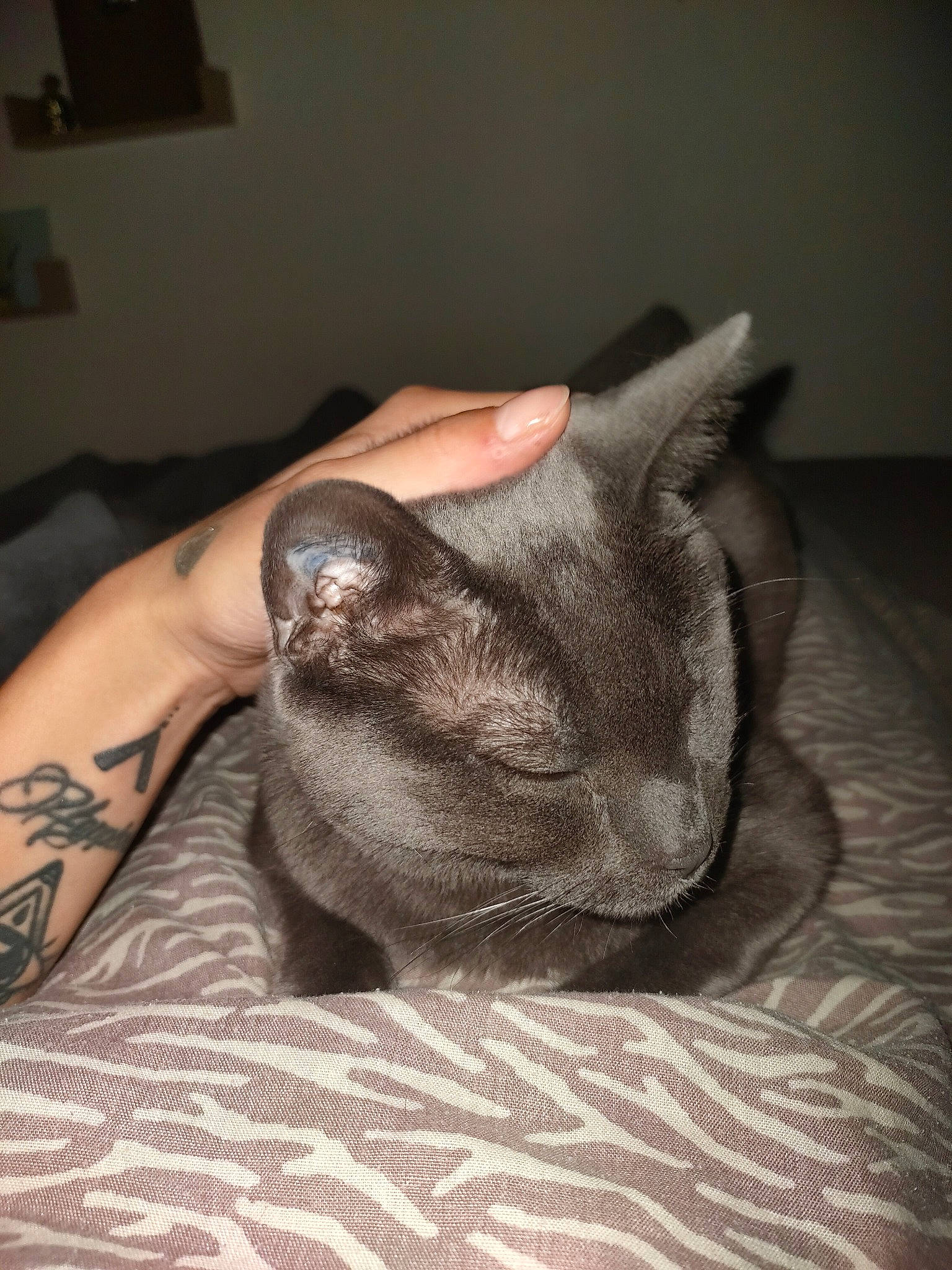 Glue a rejoint le concours — aidez-le/la à gagner de superbes lots ! asian, carnivore, cat, domestic_short_haired_cat, ear, fawn, felidae, hand, paw, russian_blue, small_to_medium_sized_cats, snout, whiskers