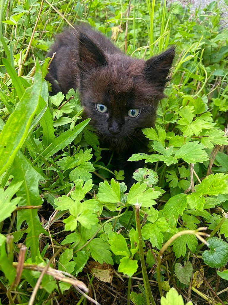 Noisette a rejoint le concours — aidez-le/la à gagner de superbes lots ! annual_plant, black_cat, bombay, carnivore, cat, domestic_short_haired_cat, fawn, felidae, flowering_plant, fur, grass, groundcover, leaf, plant, shrub, small_to_medium_sized_cats, snout, terrestrial_animal, terrestrial_plant, whiskers